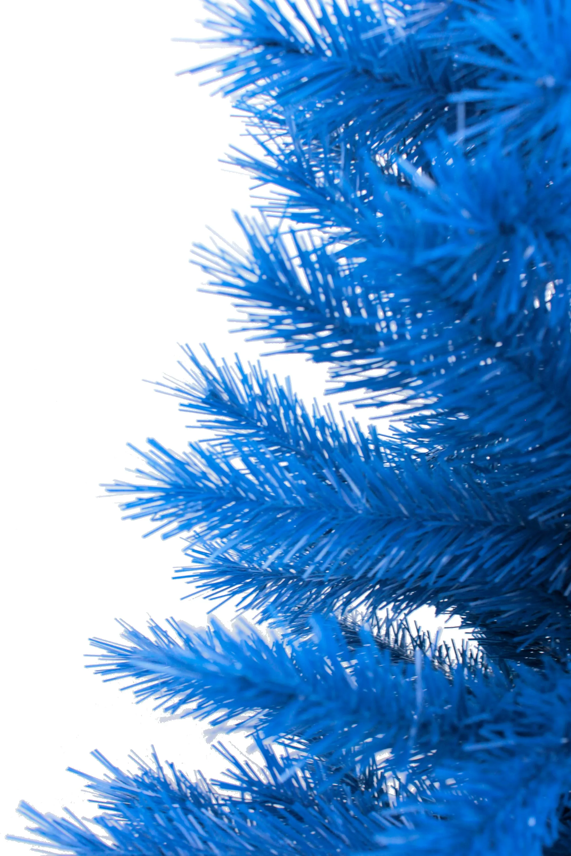 6' Blue Norway Pine Tree