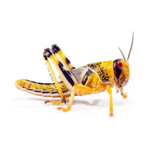 Adult Locusts 60-80mm - 6 Pack