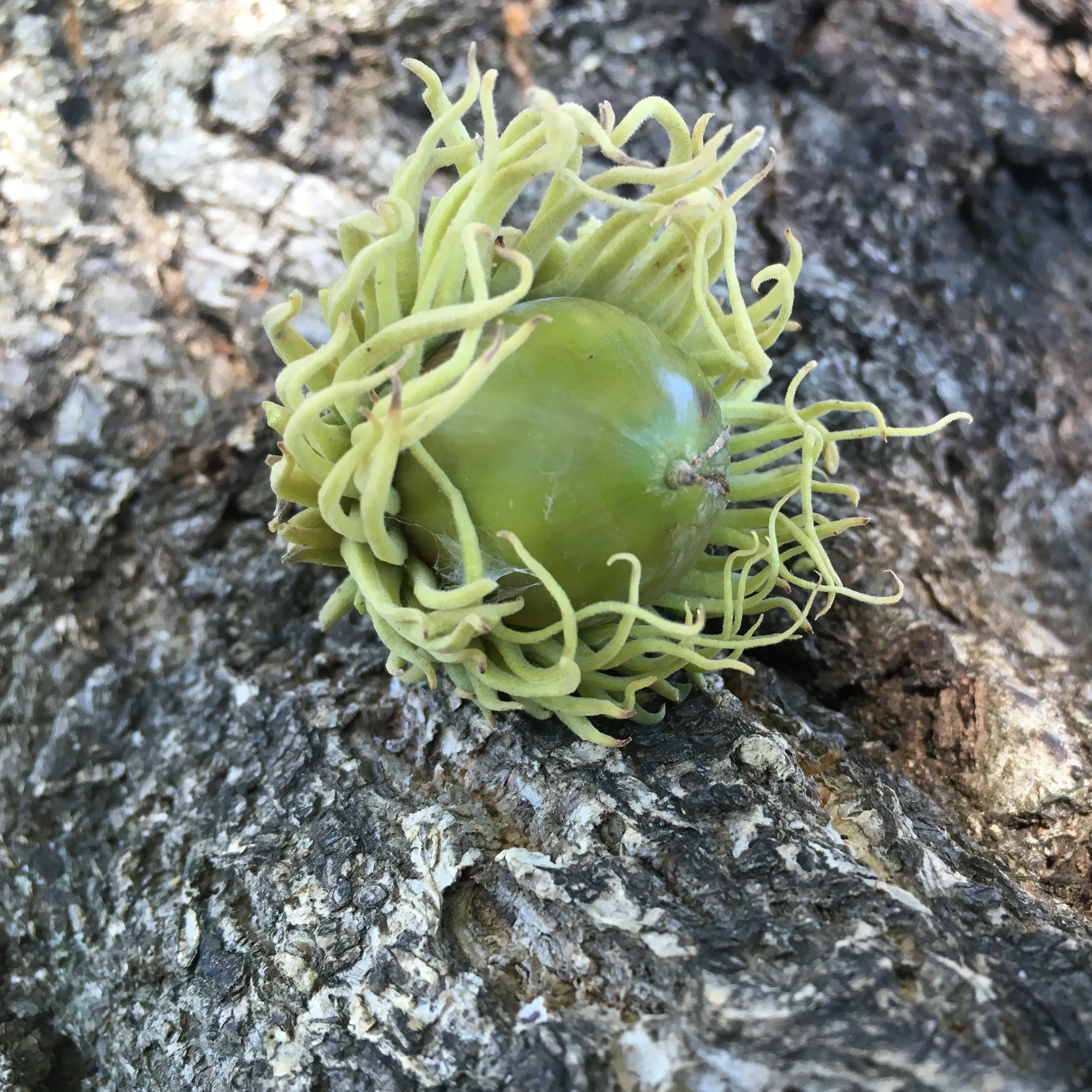 Bur Oak Tree