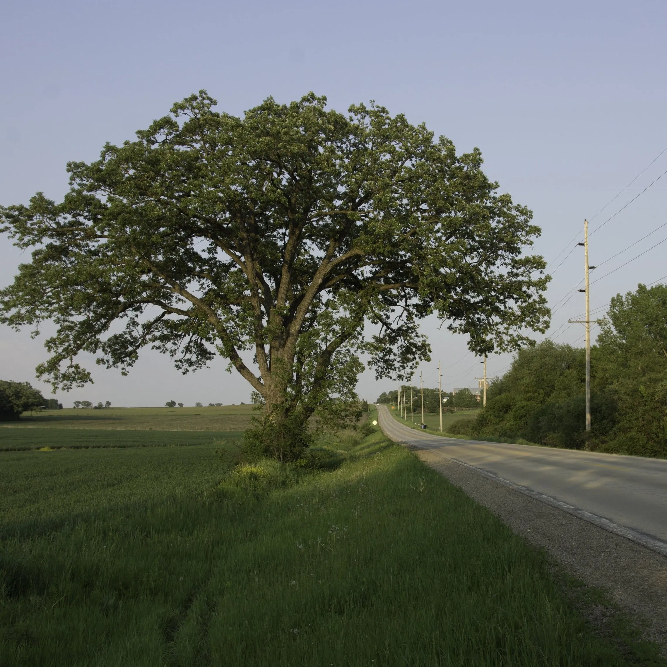Bur Oak Tree