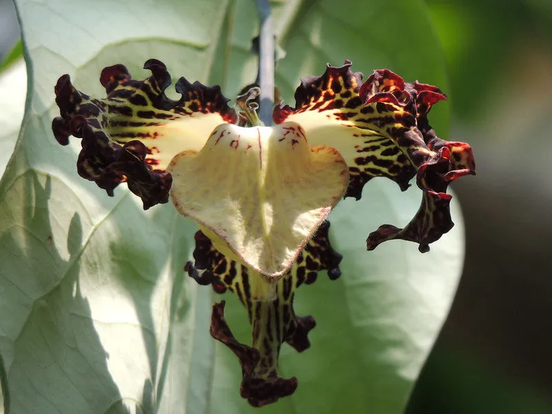 Calabash Nutmeg  1 Seed  Monodora myristica  Tropical Flowering Tree