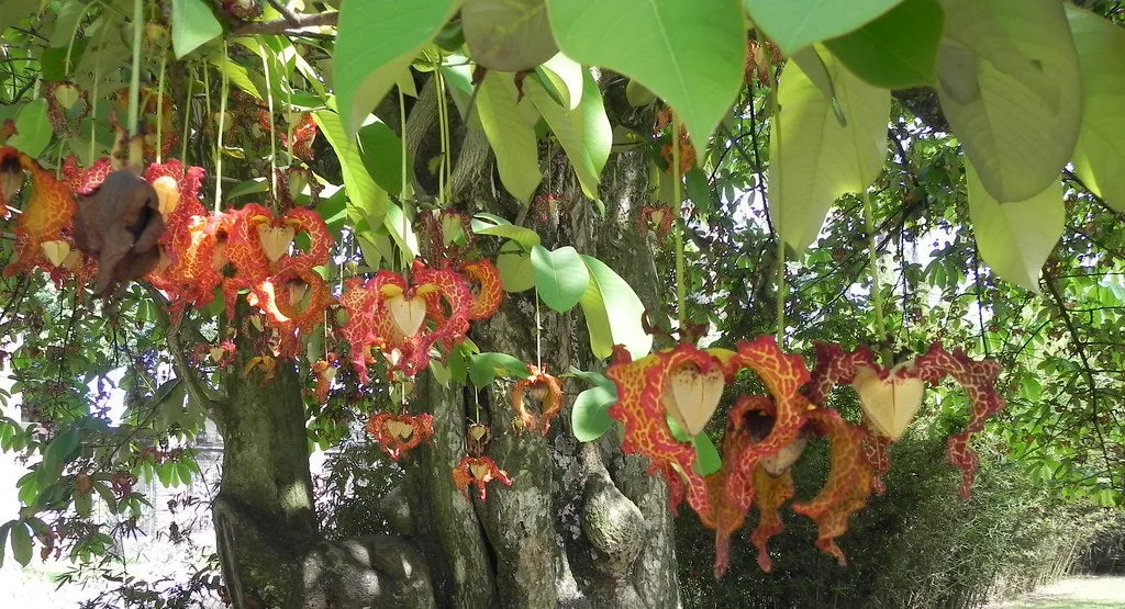 Calabash Nutmeg  1 Seed  Monodora myristica  Tropical Flowering Tree