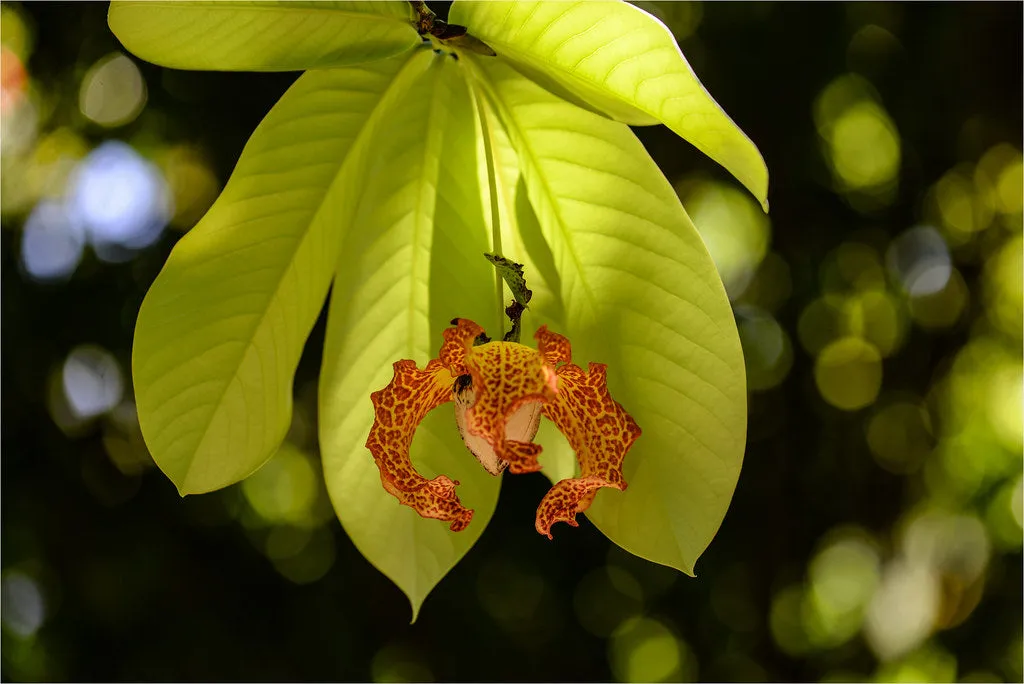 Calabash Nutmeg  1 Seed  Monodora myristica  Tropical Flowering Tree