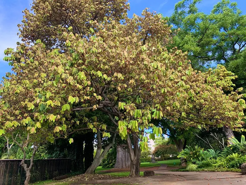 Calabash Nutmeg  1 Seed  Monodora myristica  Tropical Flowering Tree