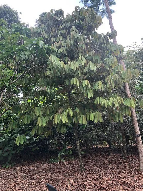 Calabash Nutmeg  1 Seed  Monodora myristica  Tropical Flowering Tree