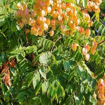 Chinese Flame Tree