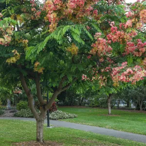 Chinese Flame Tree