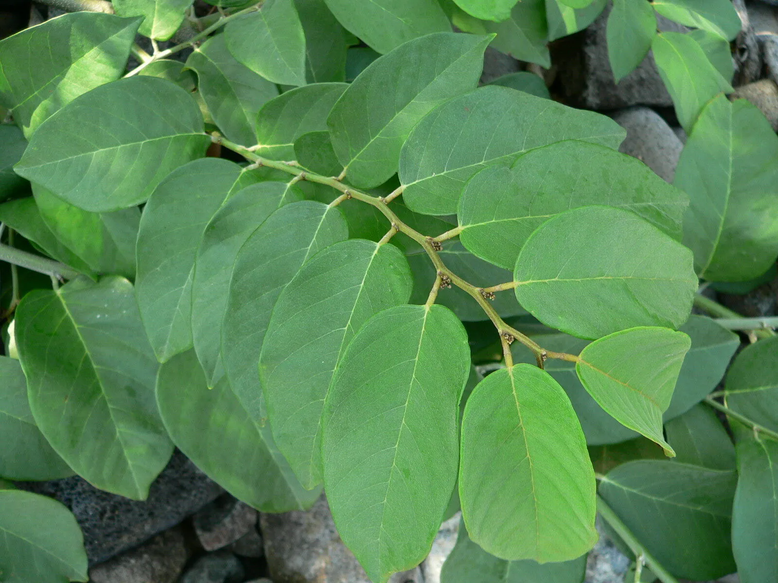 Coin Vine Dalbergia ecastaphyllum 10 Seeds  USA Company
