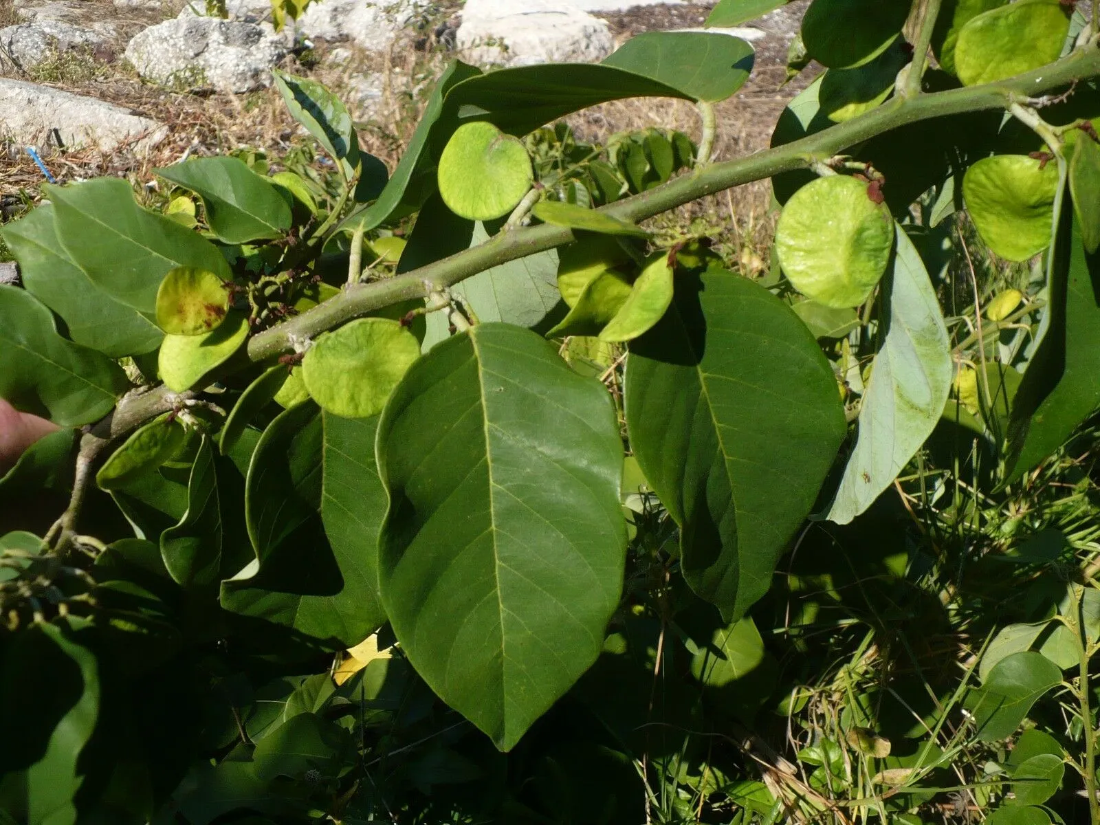 Coin Vine Dalbergia ecastaphyllum 10 Seeds  USA Company