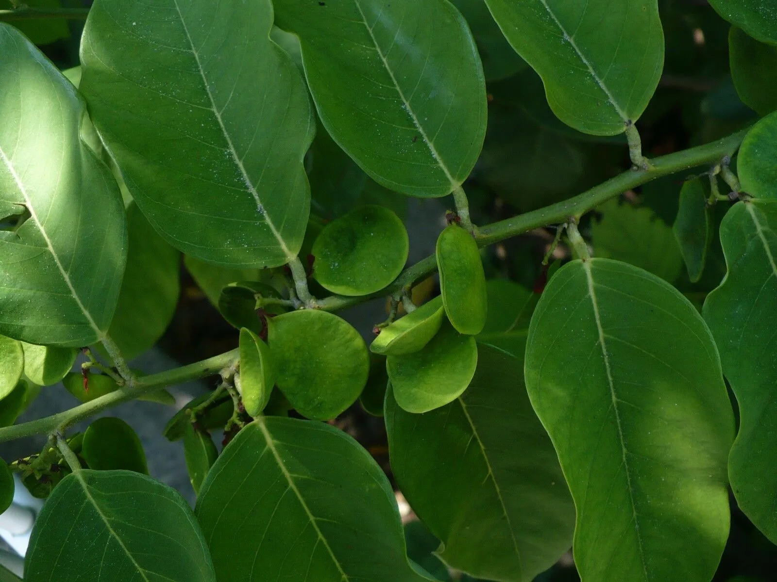 Coin Vine Dalbergia ecastaphyllum 10 Seeds  USA Company
