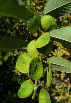 Coin Vine Dalbergia ecastaphyllum 10 Seeds  USA Company