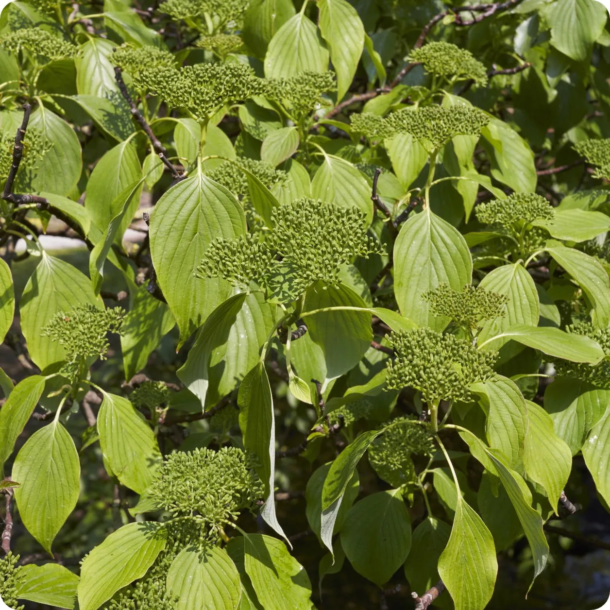 Dogwood Seeds - Pagoda (Alternate-Leaved)