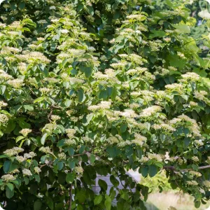 Dogwood Seeds - Pagoda (Alternate-Leaved)