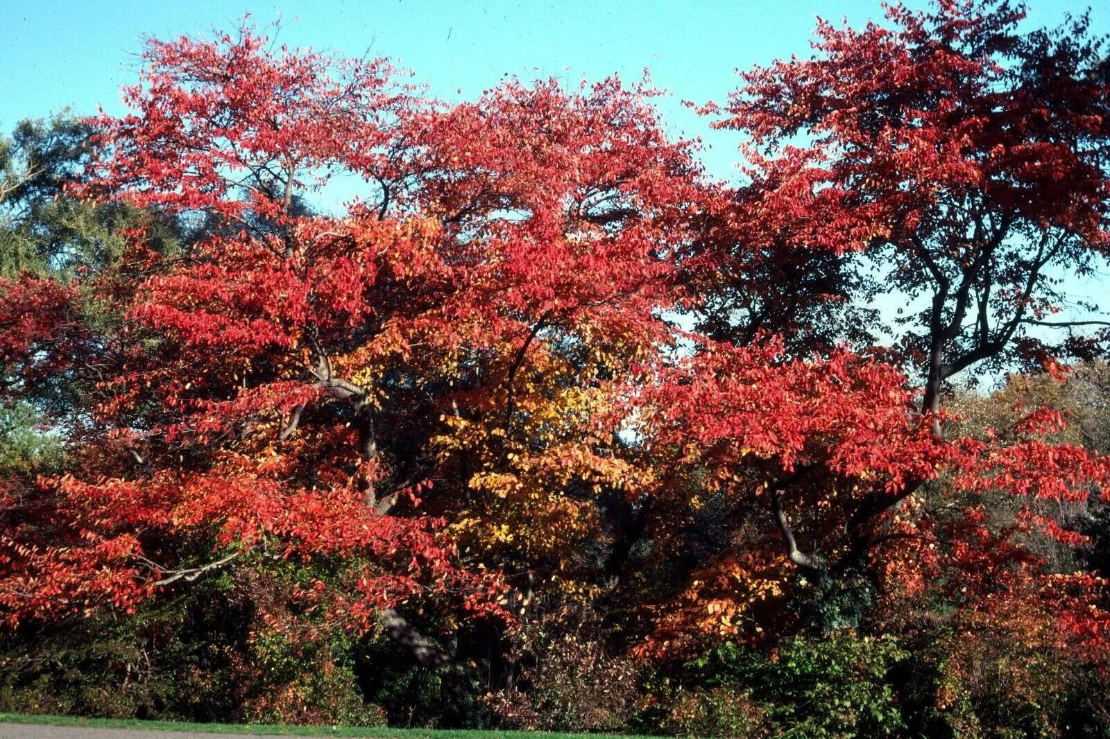 Downy Serviceberry Amelanchier arborea 20 Seeds  USA Company