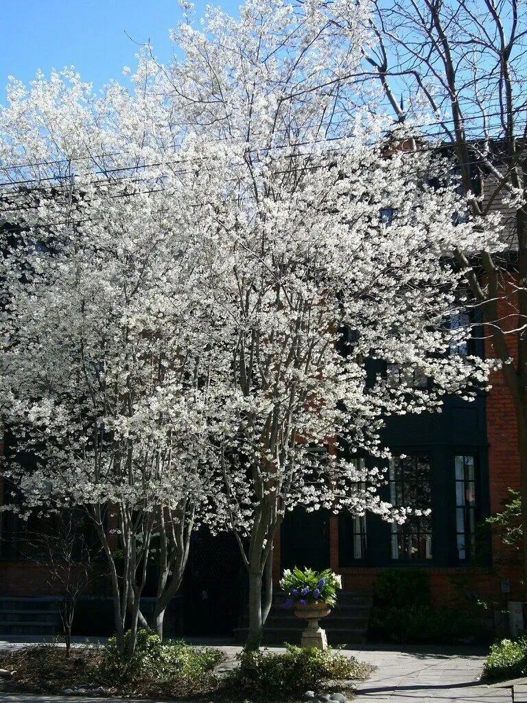 Downy Serviceberry Amelanchier arborea 20 Seeds  USA Company
