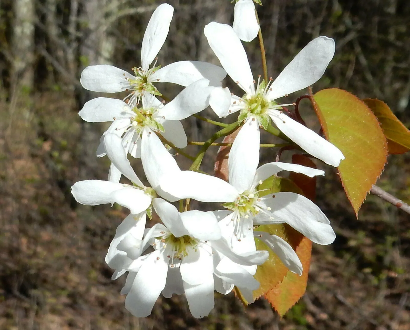 Downy Serviceberry Amelanchier arborea 20 Seeds  USA Company