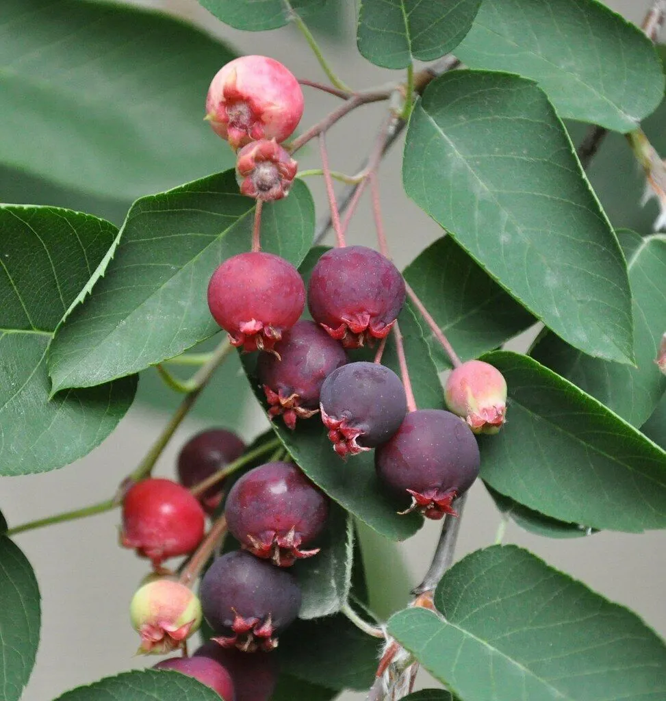 Downy Serviceberry Amelanchier arborea 20 Seeds  USA Company
