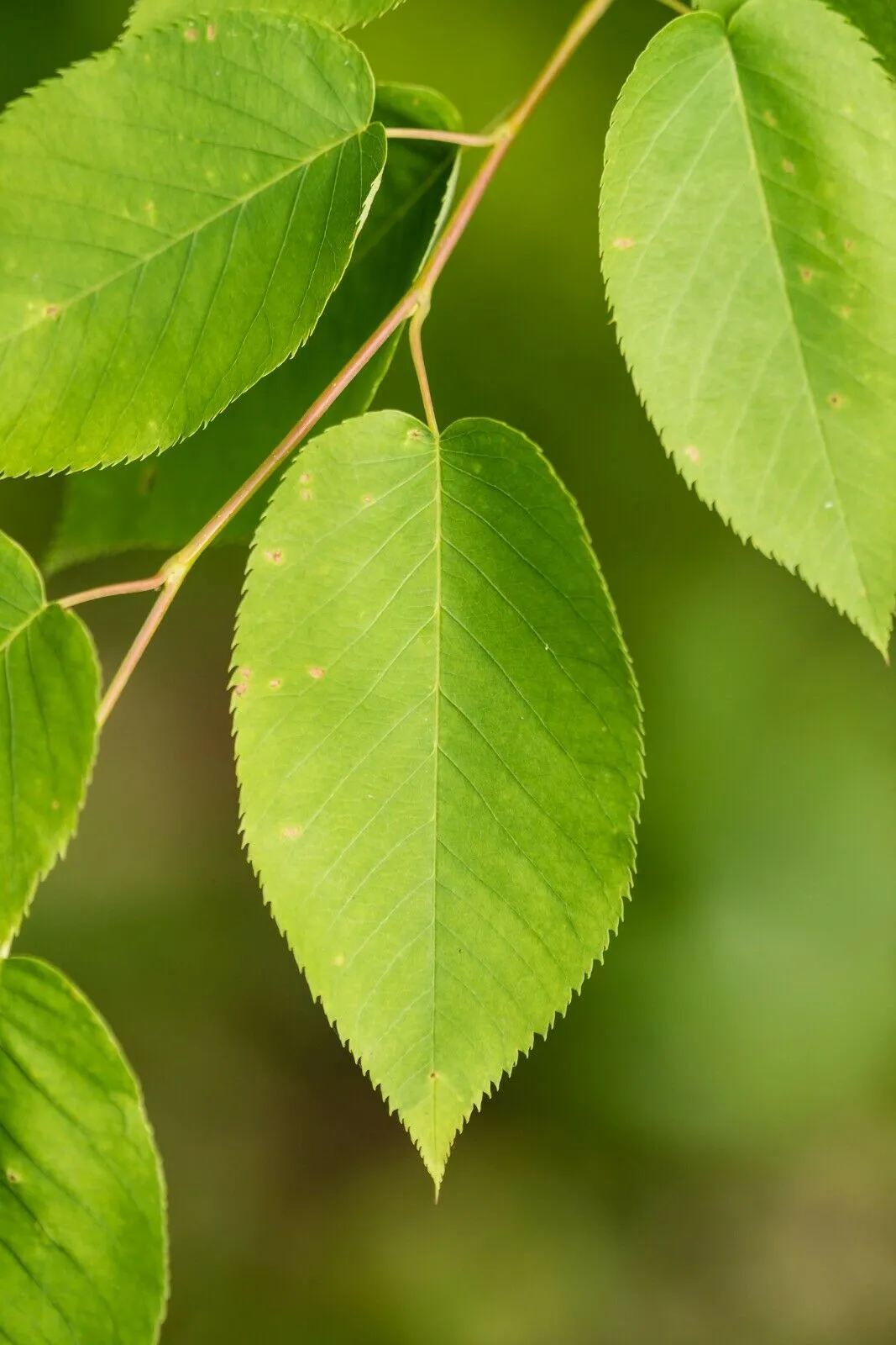 Downy Serviceberry Amelanchier arborea 20 Seeds  USA Company