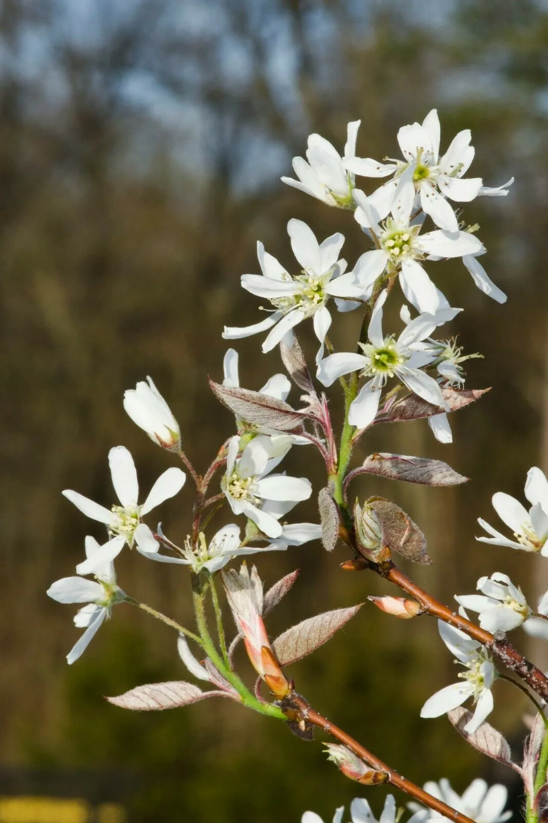 Downy Serviceberry Amelanchier arborea 20 Seeds  USA Company
