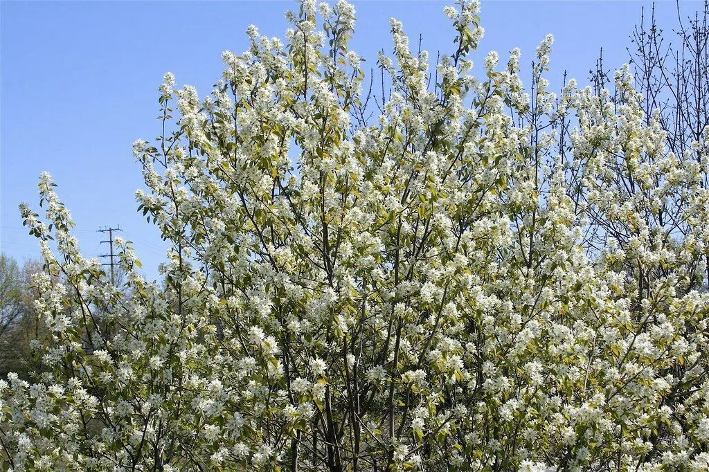 Downy Serviceberry Amelanchier arborea 20 Seeds  USA Company