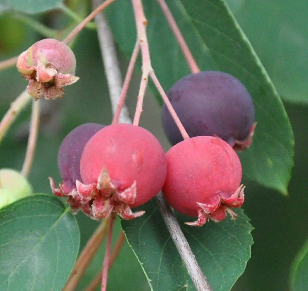 Downy Serviceberry Amelanchier arborea 20 Seeds  USA Company