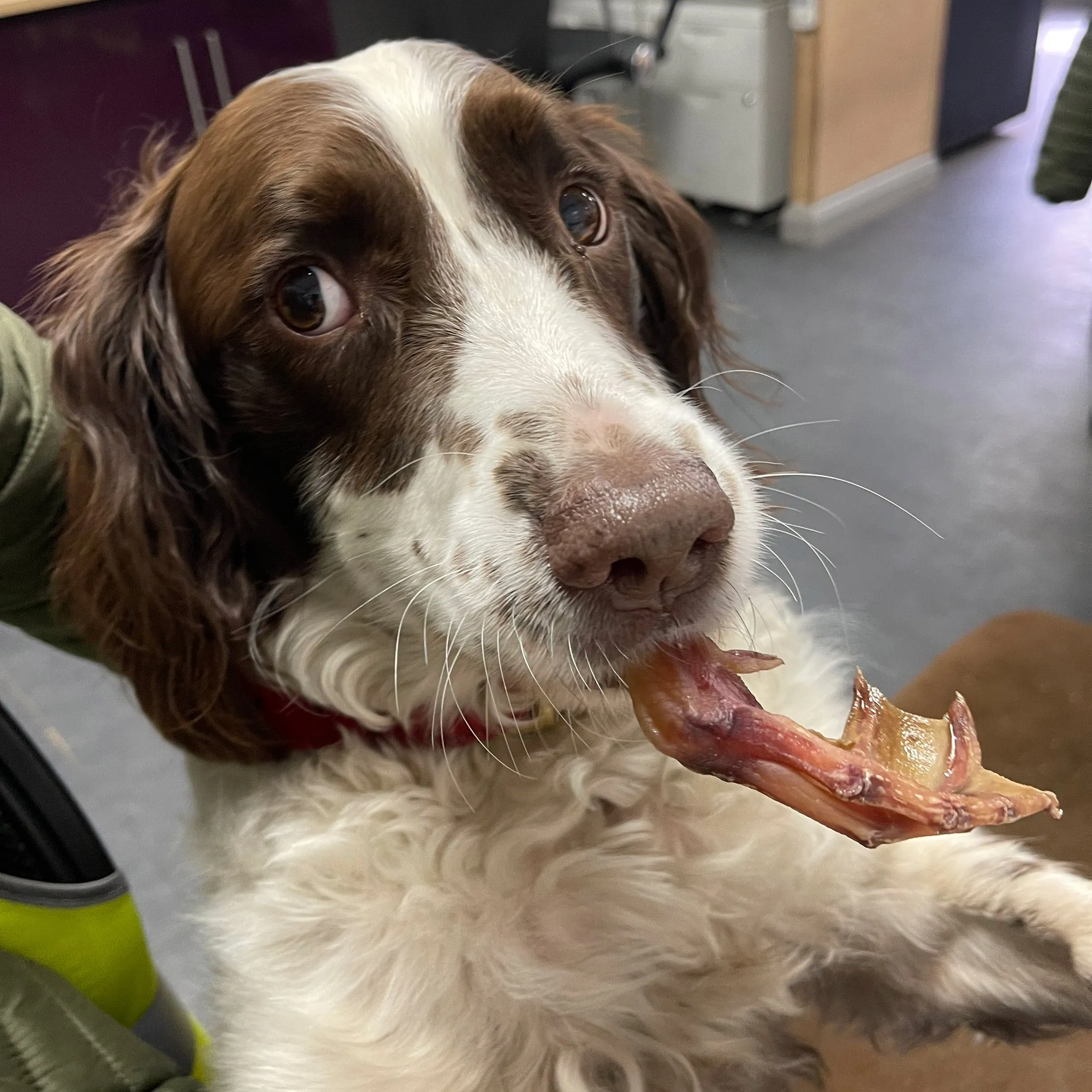 Duck Feet For Dogs