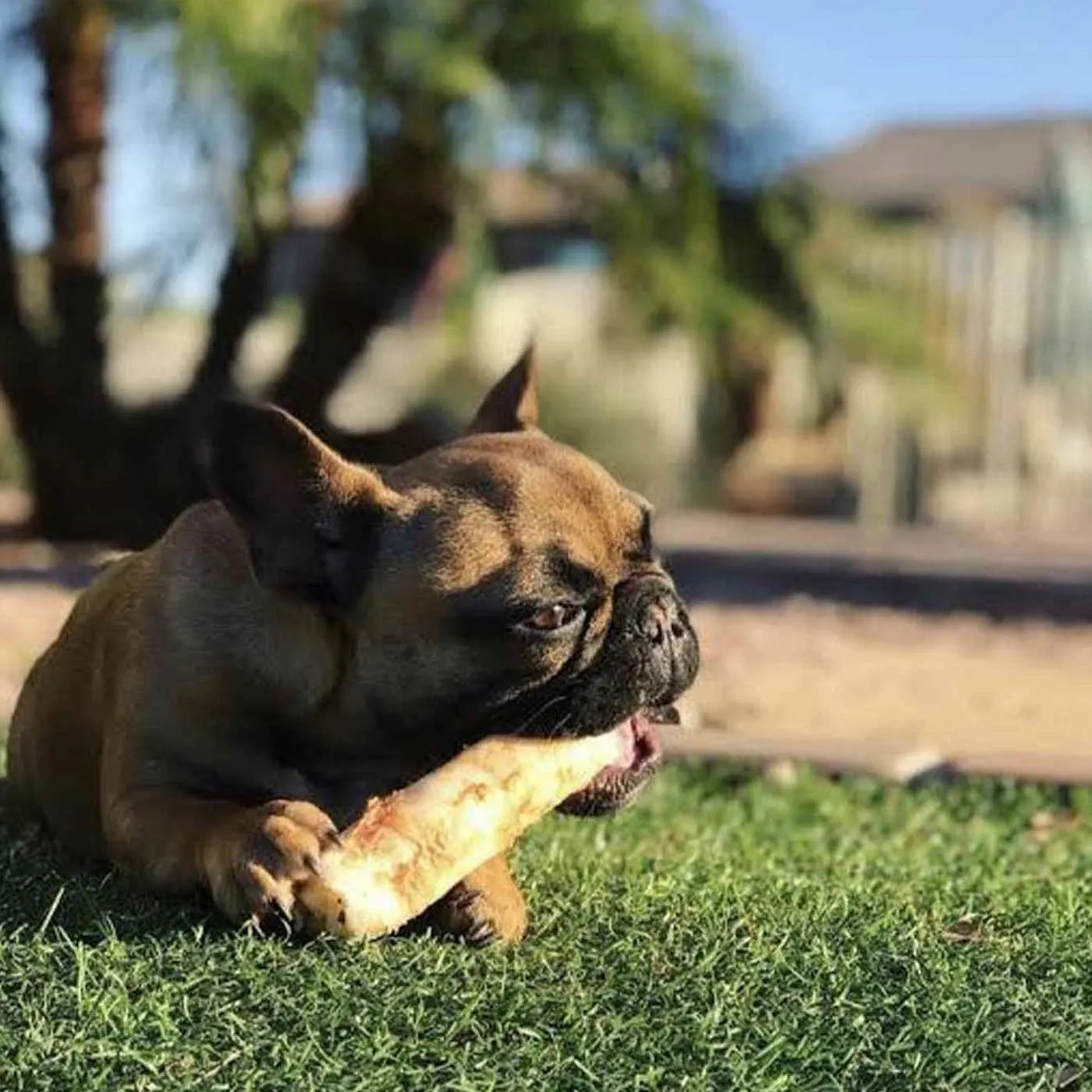 Earth Animal Peanut Butter No Hide Chew