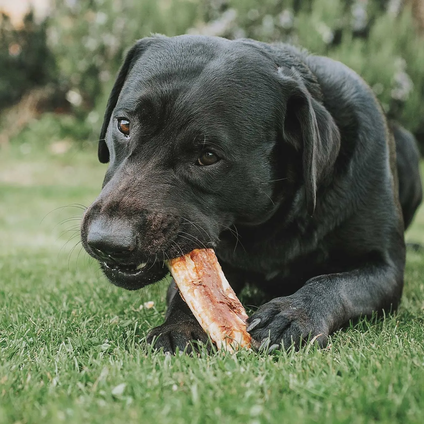Earth Animal Peanut Butter No Hide Chew