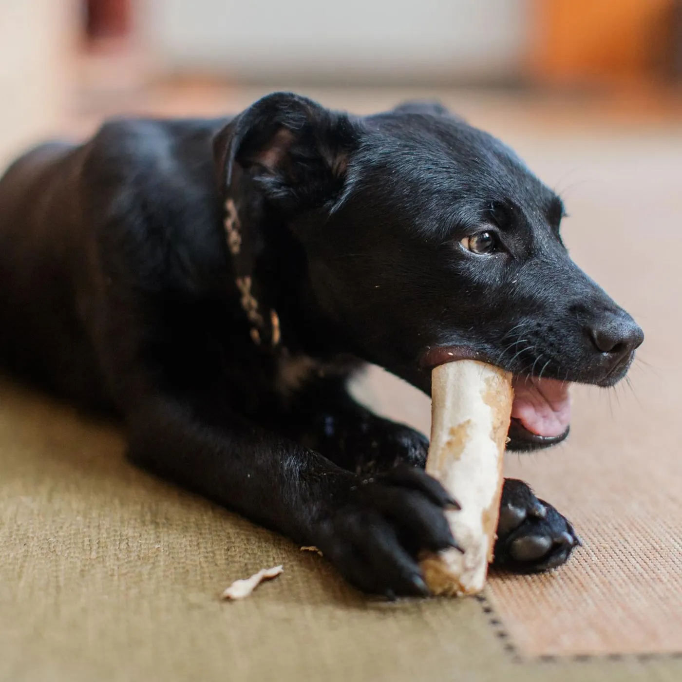 Earth Animal Peanut Butter No Hide Chew