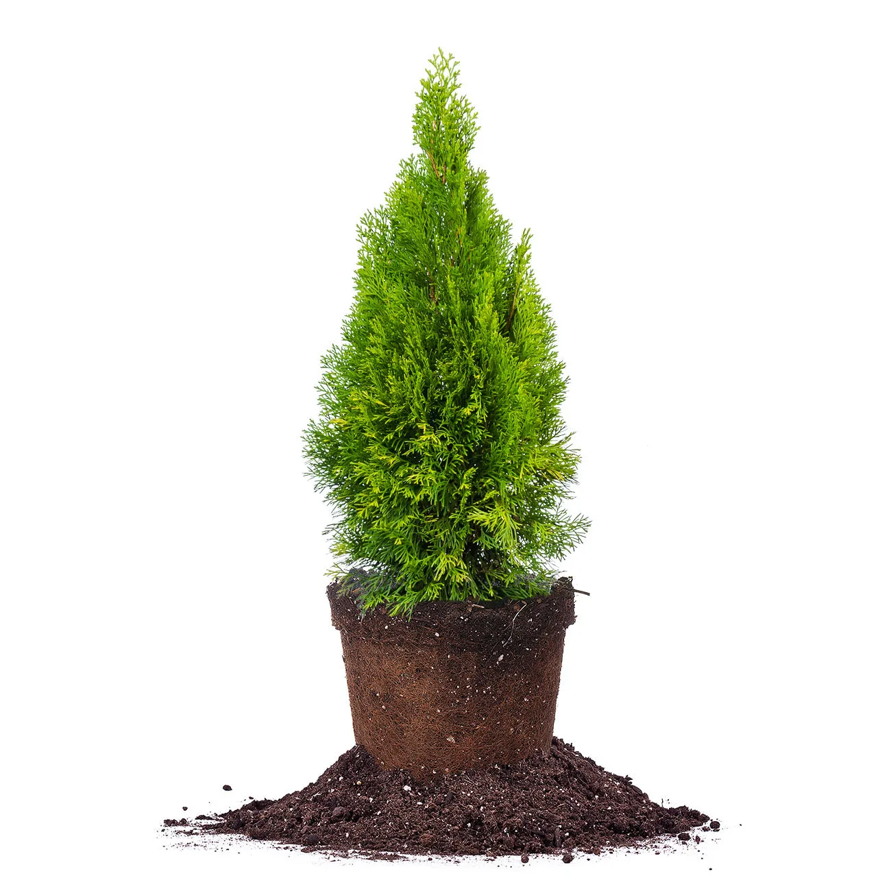 Emerald Green Arborvitae