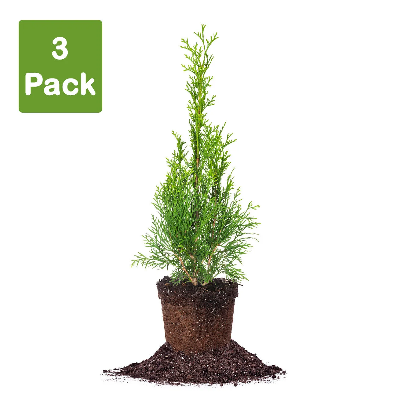 Emerald Green Arborvitae