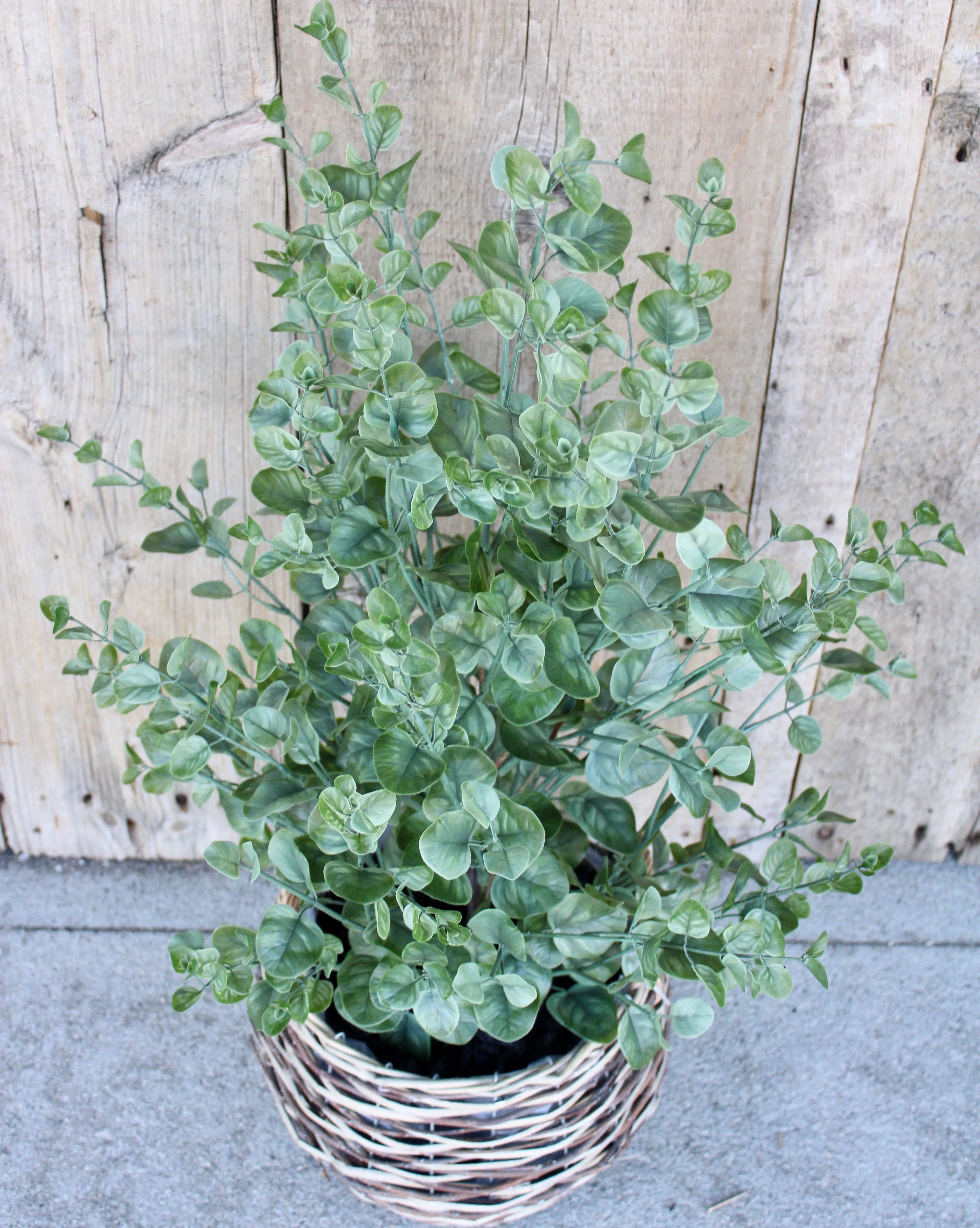 Eucalyptus Bush