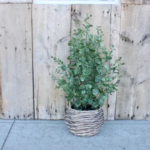 Eucalyptus Bush