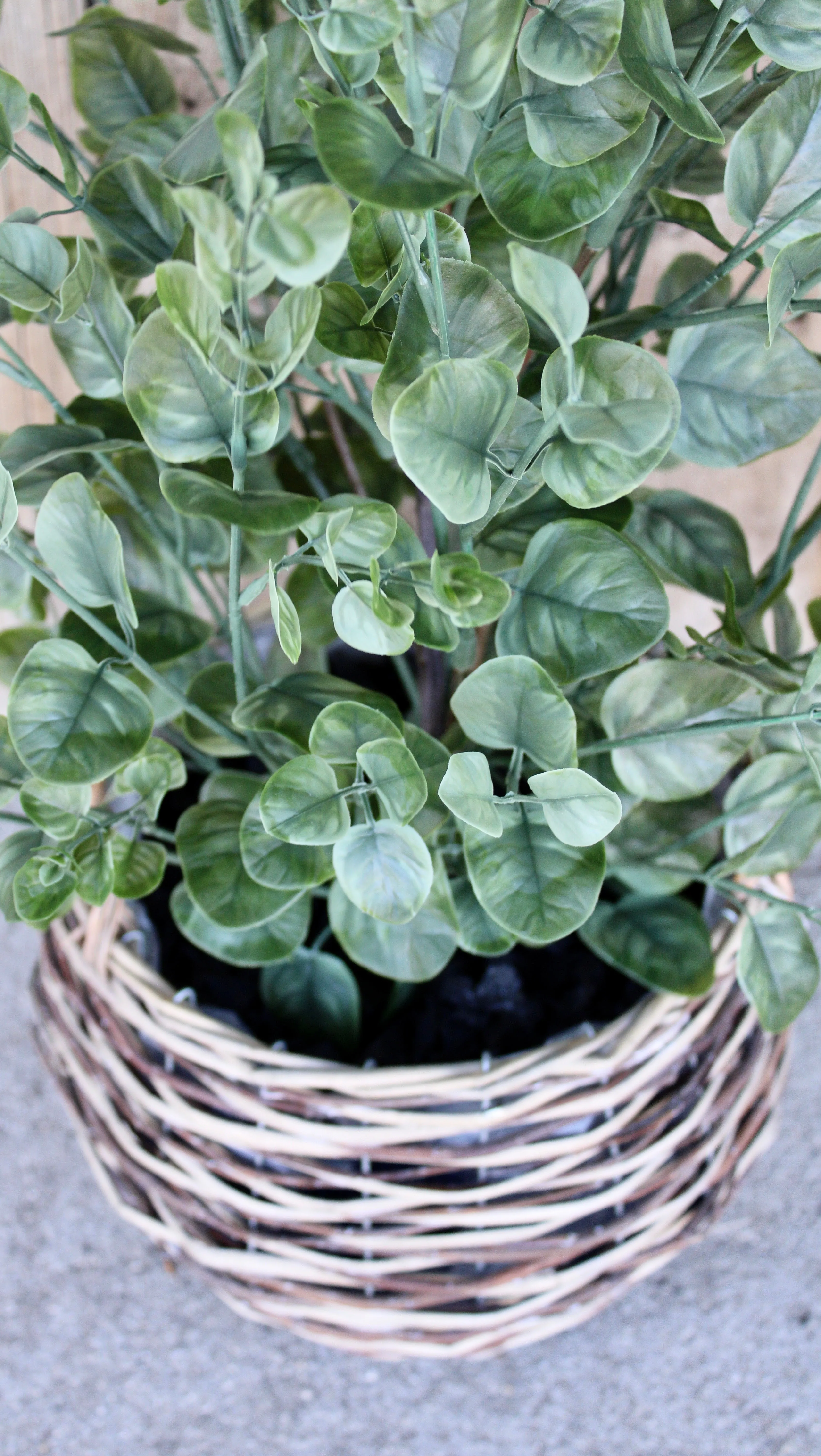 Eucalyptus Bush