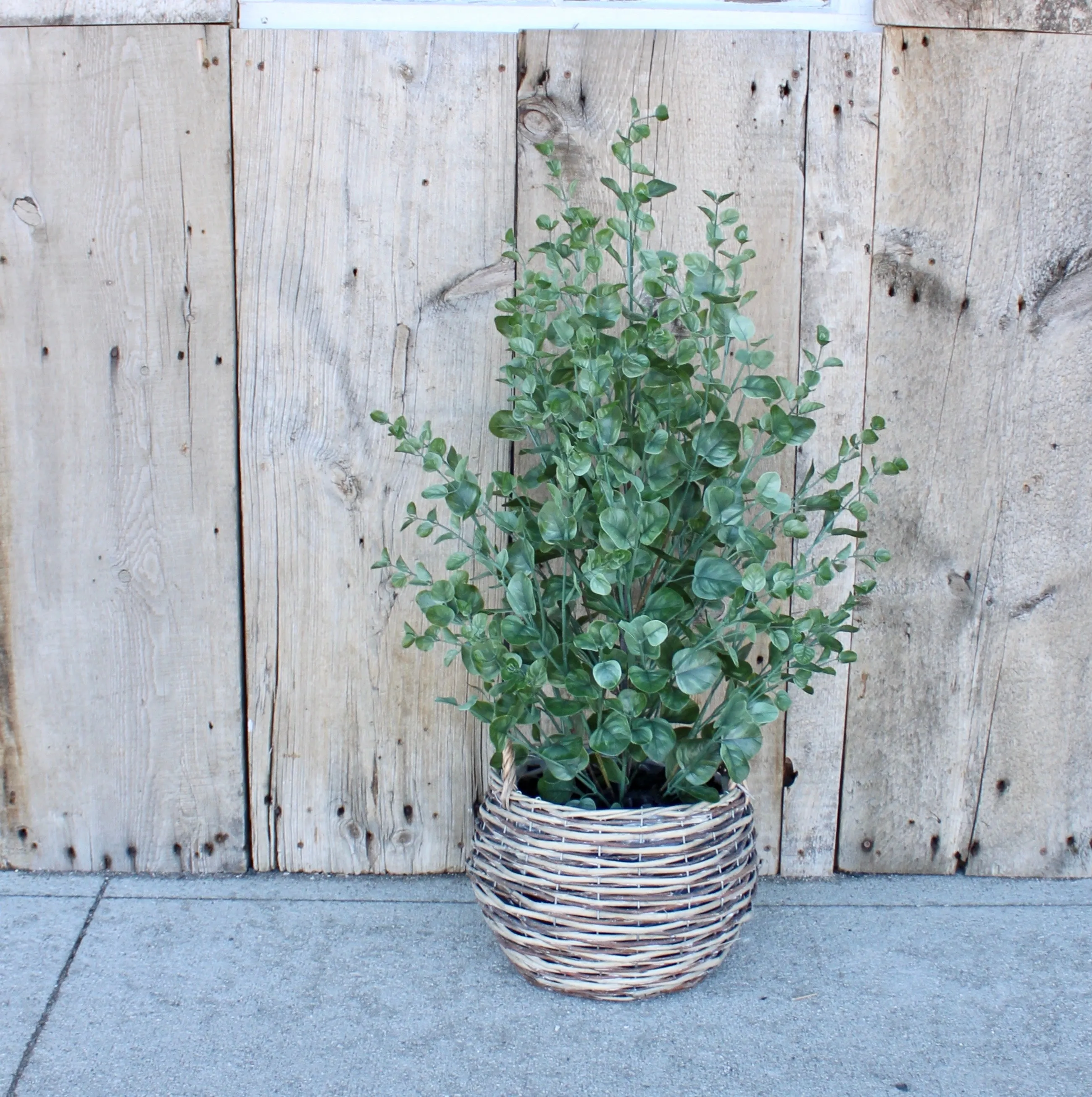 Eucalyptus Bush