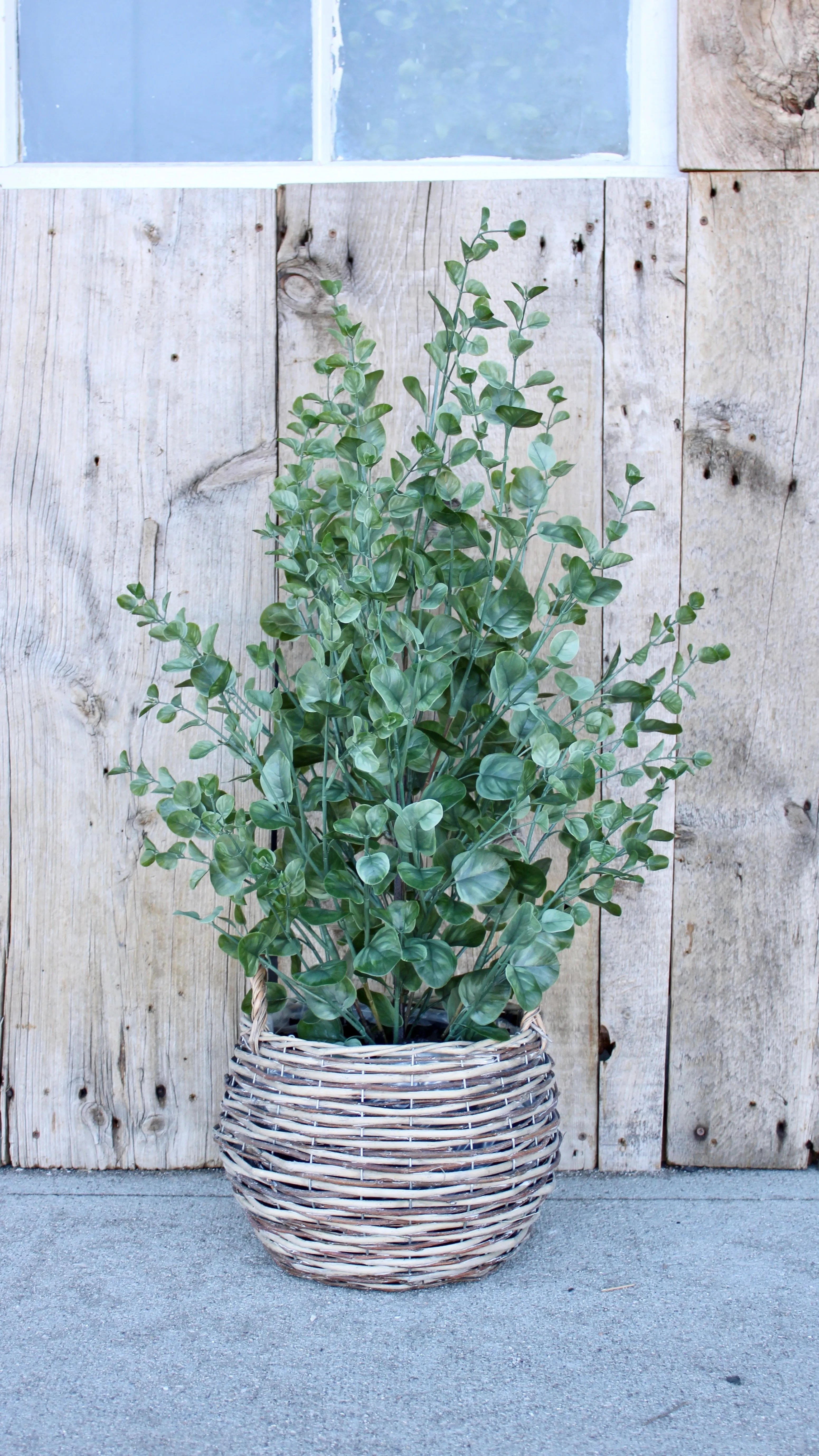 Eucalyptus Bush
