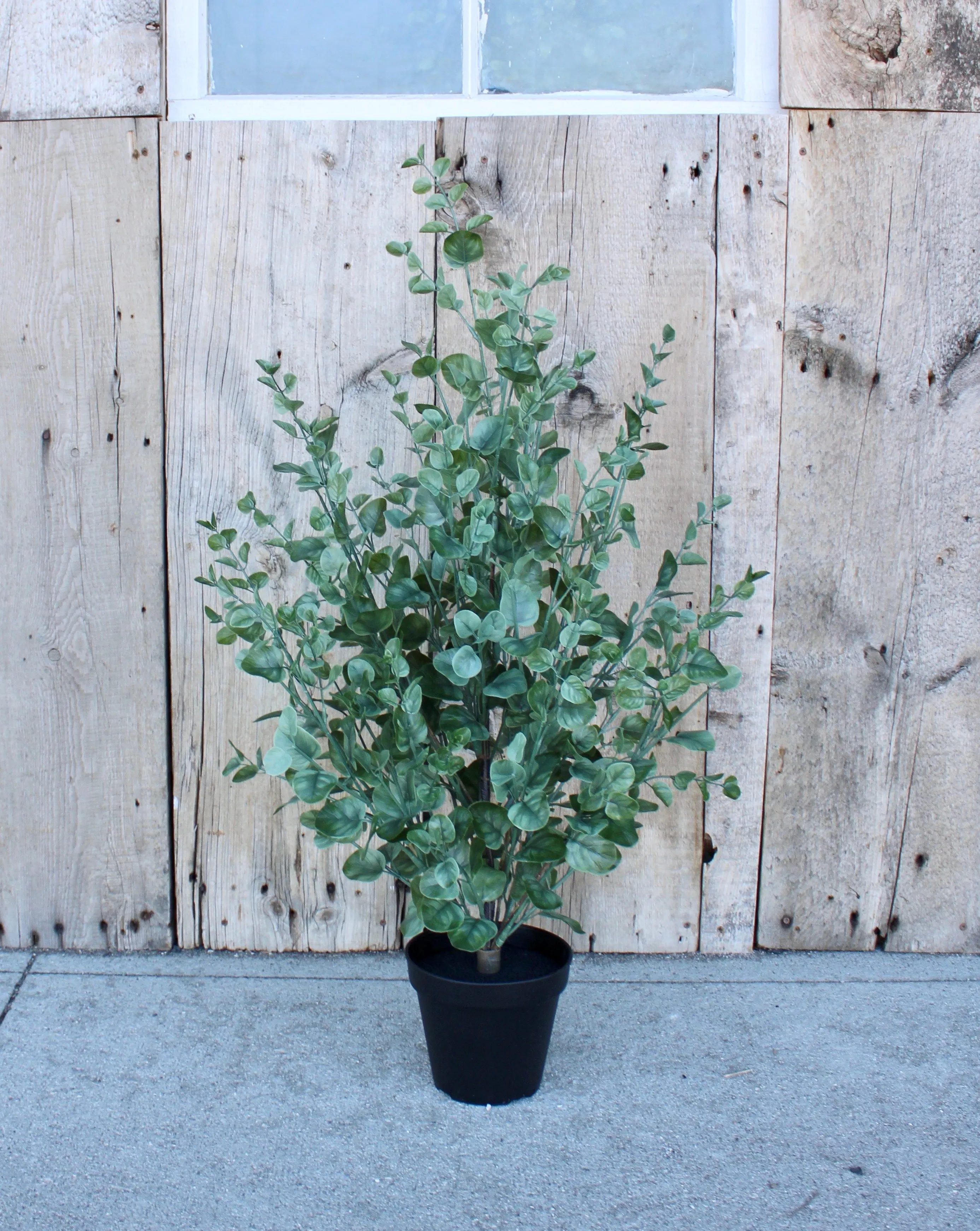 Eucalyptus Bush