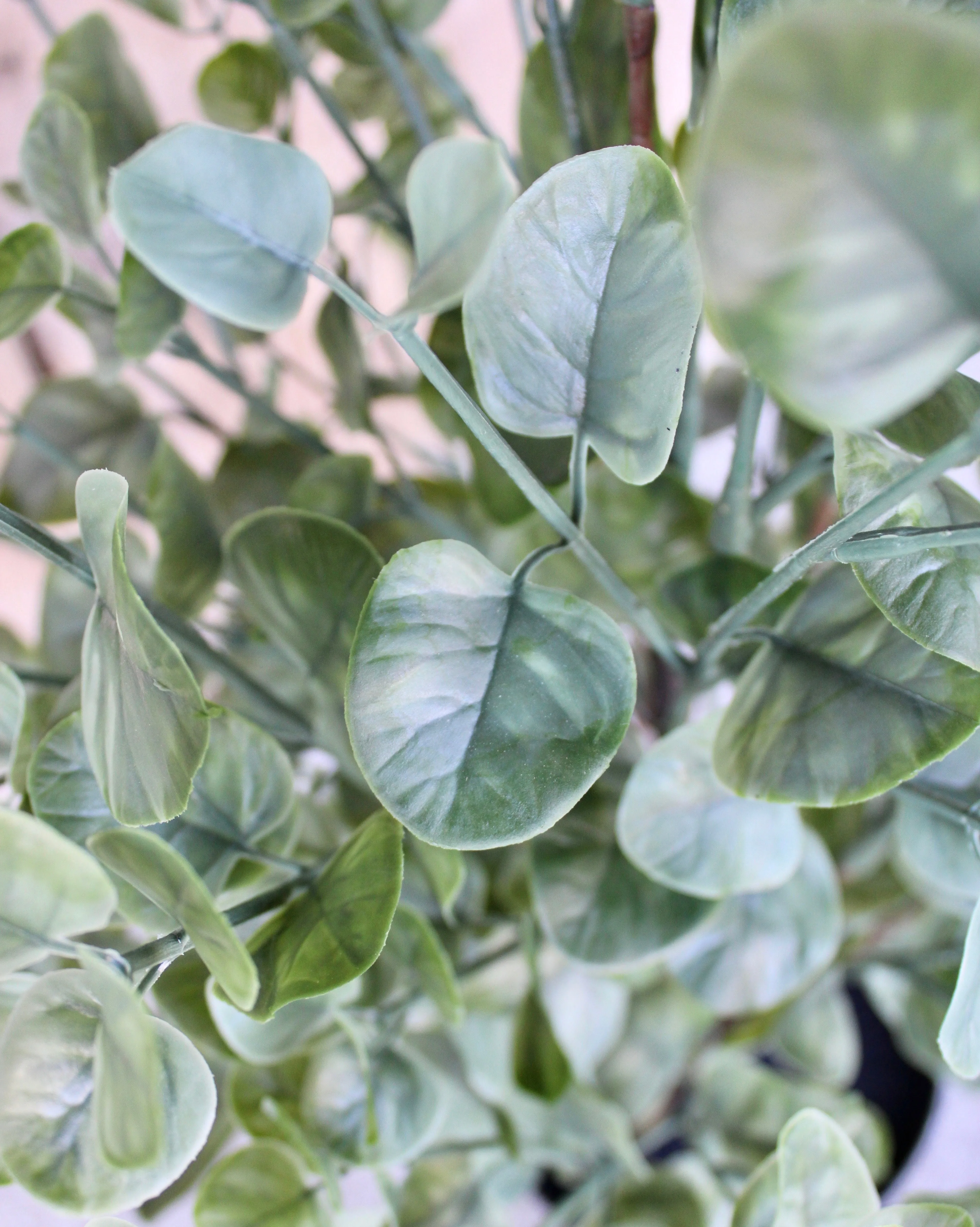 Eucalyptus Bush
