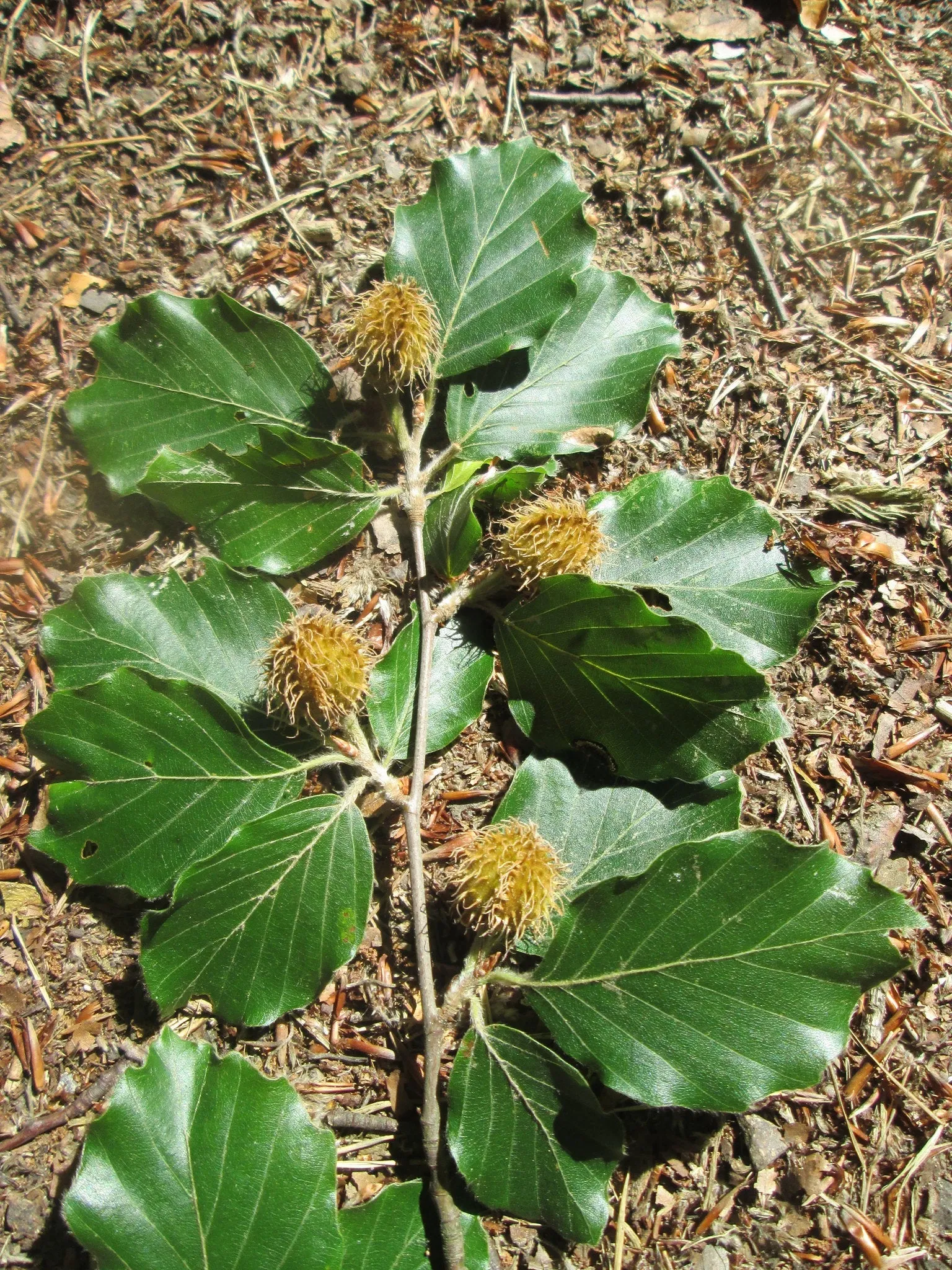 European Beech Fagus sylvatica 50 Seeds  USA Company