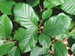 European Beech Fagus sylvatica 50 Seeds  USA Company
