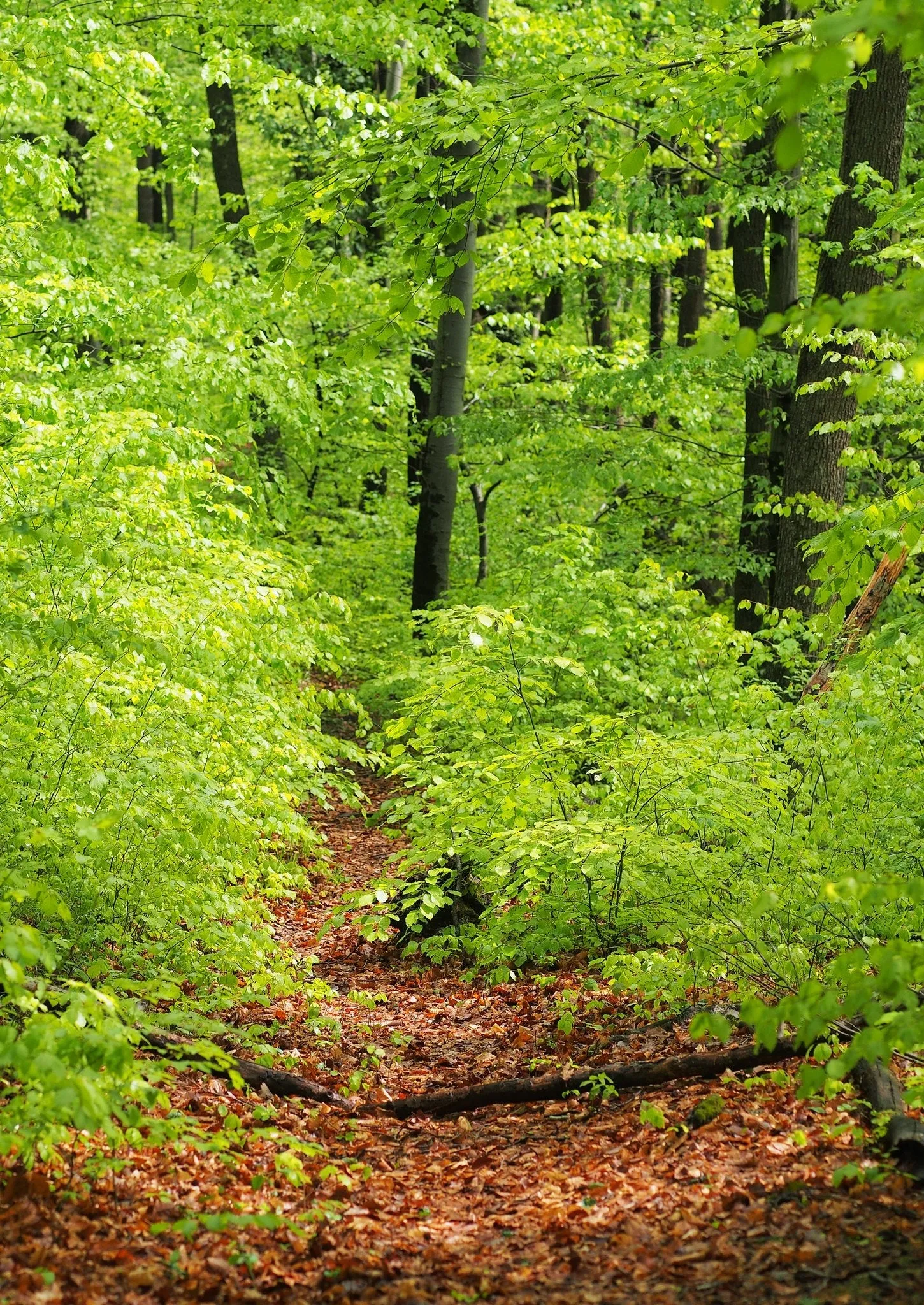 European Beech Fagus sylvatica 50 Seeds  USA Company