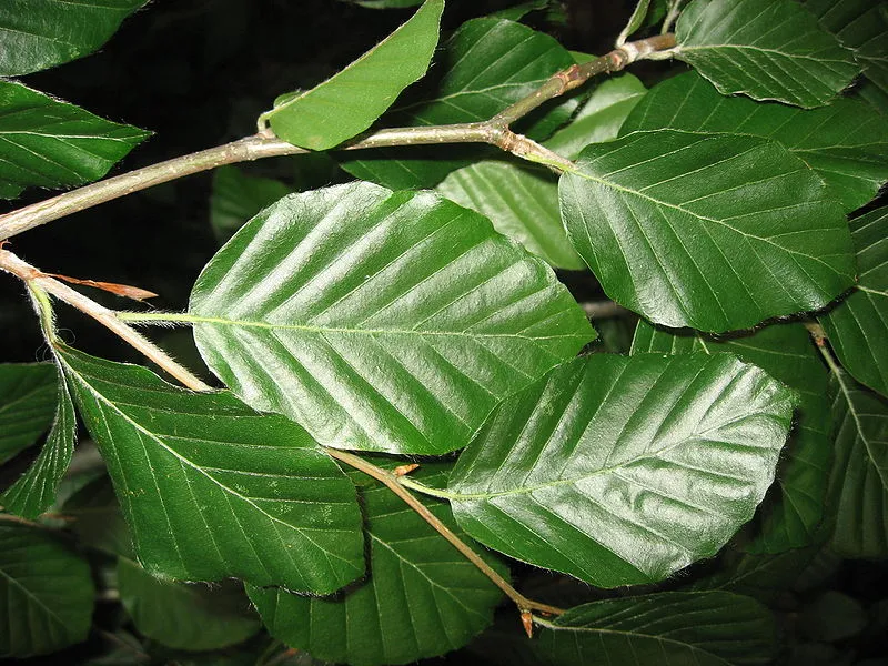 European Beech Fagus sylvatica 50 Seeds  USA Company