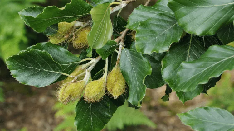 European Beech Fagus sylvatica 50 Seeds  USA Company
