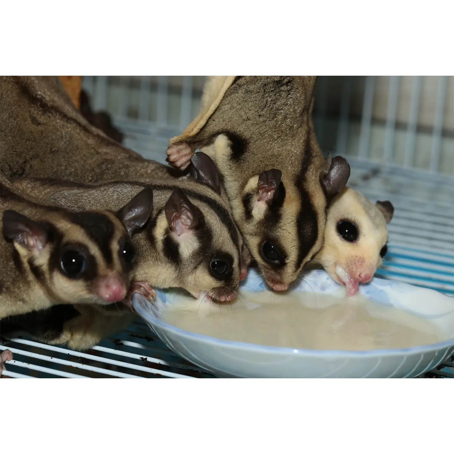 Glider Essential Deluxe Food Starter Package