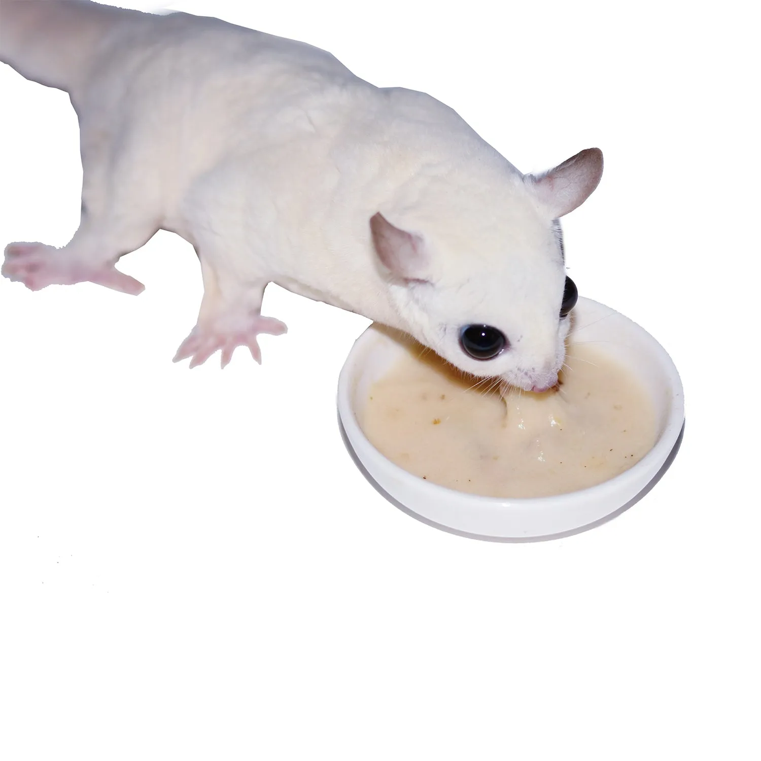 Glider Essential Deluxe Food Starter Package