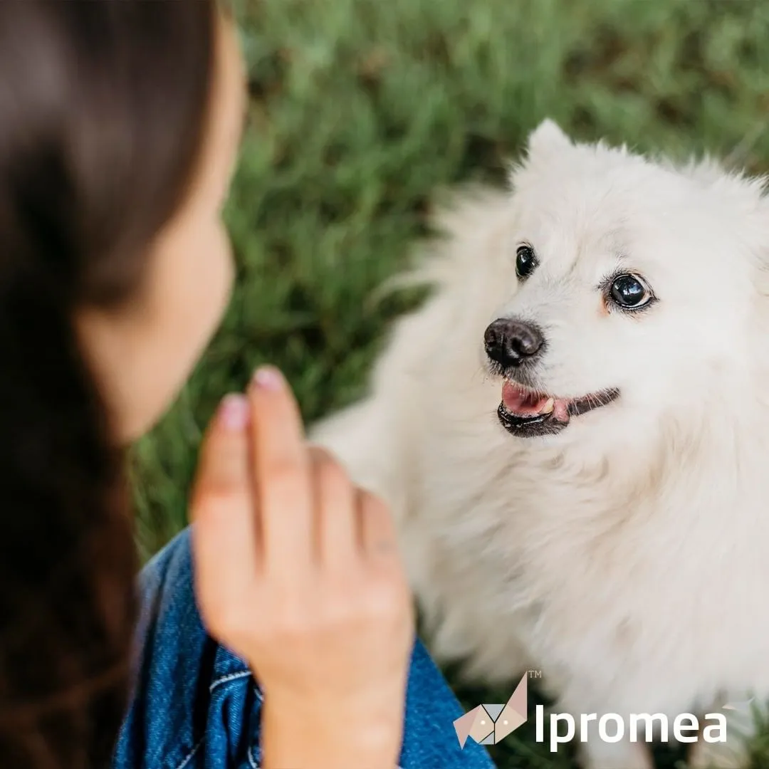 Ipromea Beg and Bark Probiotic Clean Treats for Dogs 100g^^^