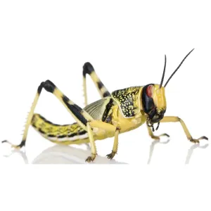 Large Locusts 20-35mm