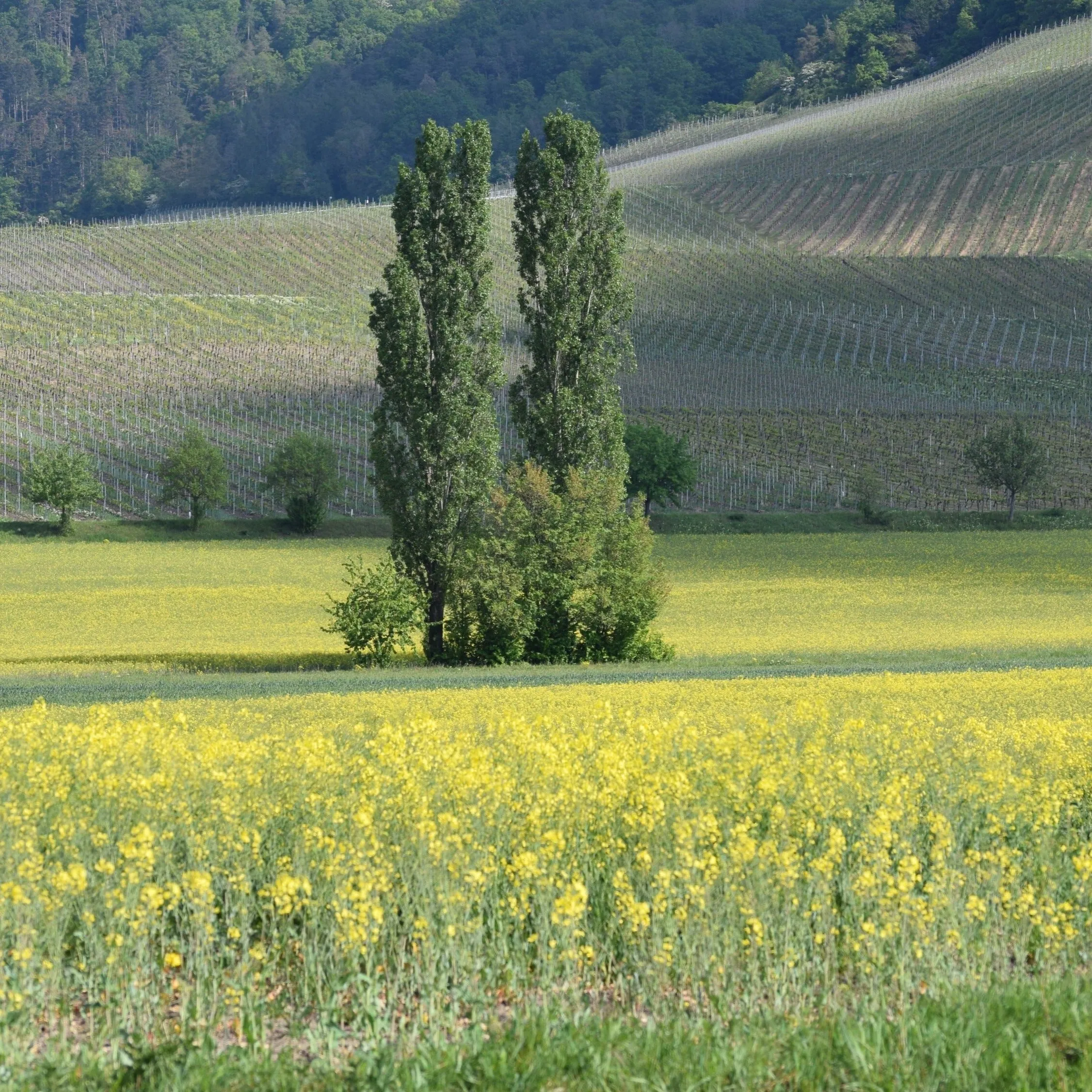 Lombardy Poplar Tree