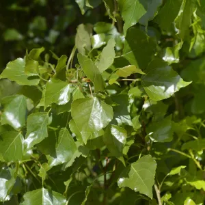 Lombardy Poplar Tree
