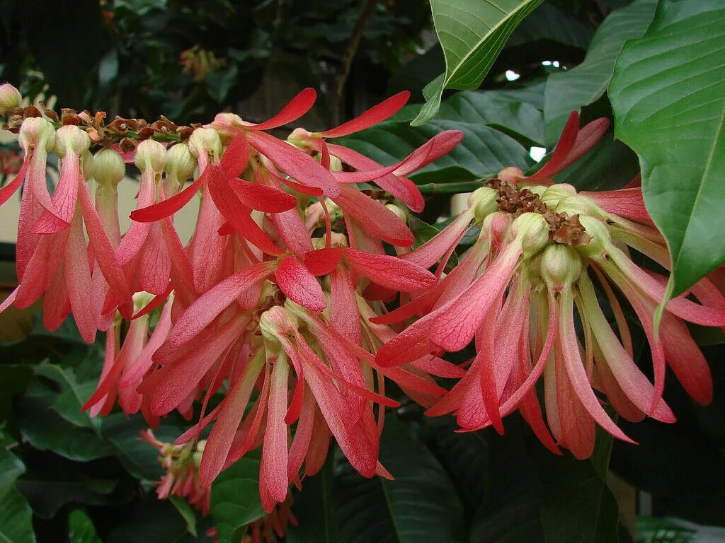 Long John Triplaris cumingiana 10 Seeds   USA Company